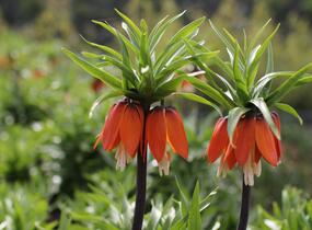 Řebčík královský 'Aurora' - Fritillaria imperialis 'Aurora'