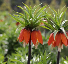 Řebčík královský 'Aurora' - Fritillaria imperialis 'Aurora'