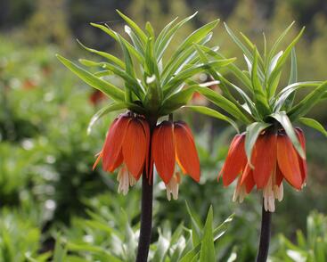 Řebčík královský 'Aurora'