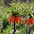 Fritillaria imperialis 'Aurora'.JPG