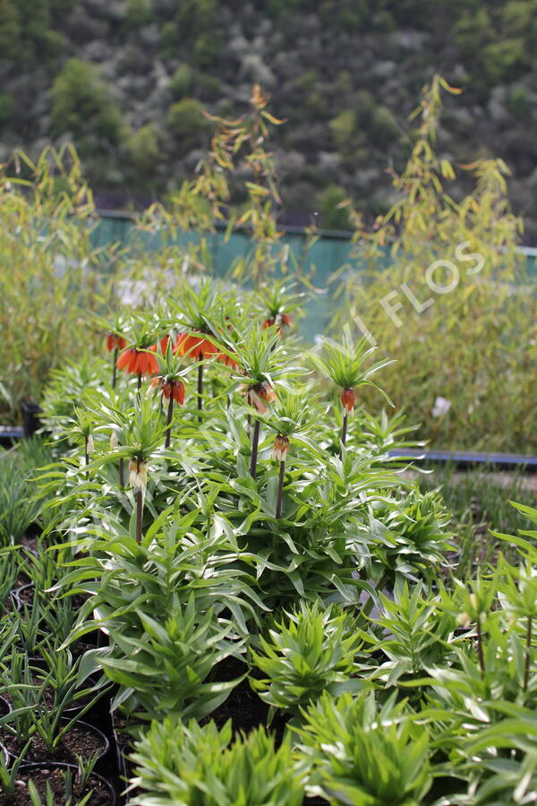 Řebčík královský 'Aurora' - Fritillaria imperialis 'Aurora'