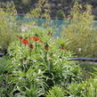 Řebčík královský 'Aurora' - Fritillaria imperialis 'Aurora'