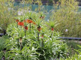 Řebčík královský 'Aurora' - Fritillaria imperialis 'Aurora'