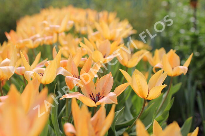 Tulipán botanický praestans 'Shogun' - Tulipa praestans 'Shogun'