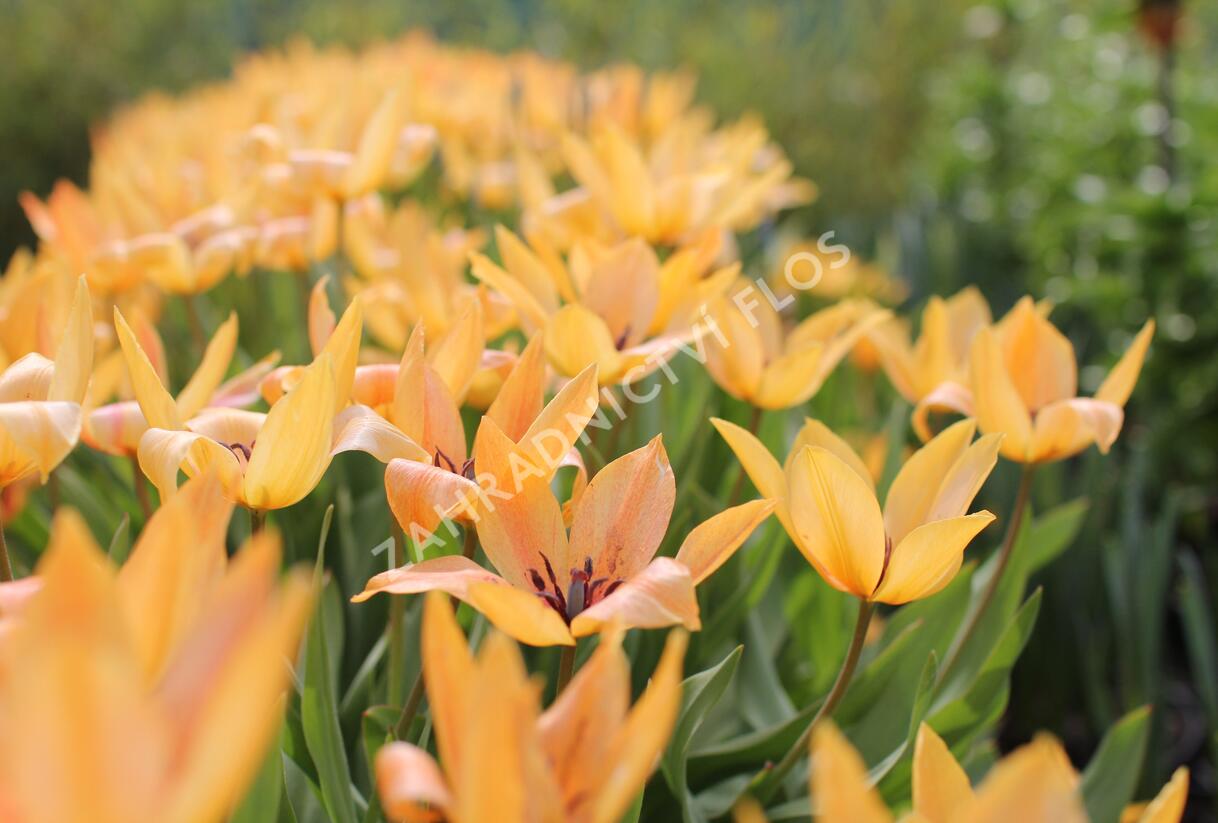 Tulipán botanický praestans 'Shogun' - Tulipa praestans 'Shogun'