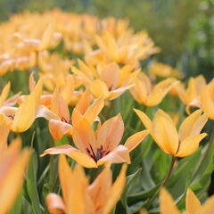 Tulipán botanický praestans 'Shogun' - Tulipa praestans 'Shogun'