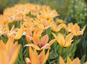 Tulipán botanický praestans 'Shogun' - Tulipa praestans 'Shogun'