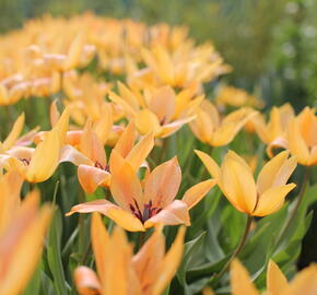 Tulipán botanický praestans 'Shogun' - Tulipa praestans 'Shogun'