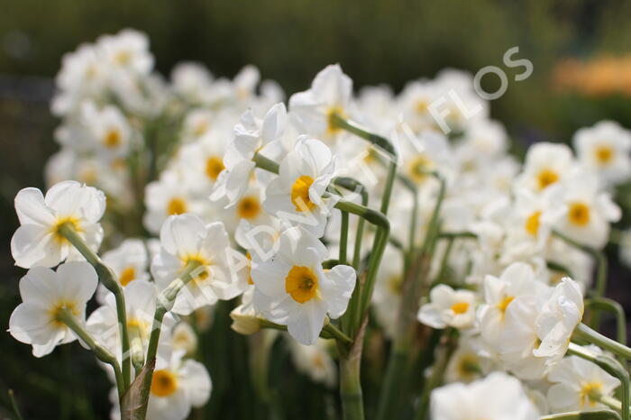 Narcis Tazetta 'Geranium' - Narcissus Tazetta 'Geranium'