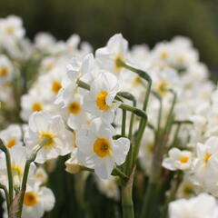 Narcis Tazetta 'Geranium' - Narcissus Tazetta 'Geranium'