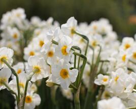 Narcis Tazetta 'Geranium'