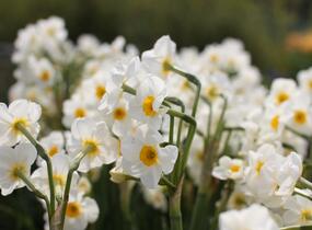Narcis Tazetta 'Geranium' - Narcissus Tazetta 'Geranium'