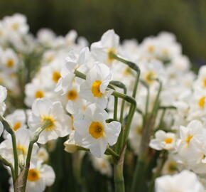 Narcis Tazetta 'Geranium' - Narcissus Tazetta 'Geranium'