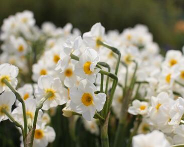 Narcis Tazetta 'Geranium'