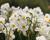 Narcis Tazetta 'Geranium'