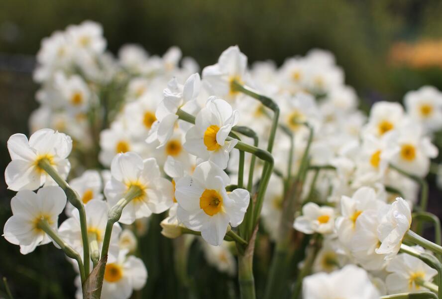 Narcis Tazetta 'Geranium' - Narcissus Tazetta 'Geranium'