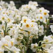 Narcis Tazetta 'Geranium' - Narcissus Tazetta 'Geranium'