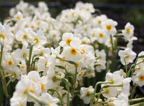 Narcis Tazetta 'Geranium' - Narcissus Tazetta 'Geranium'