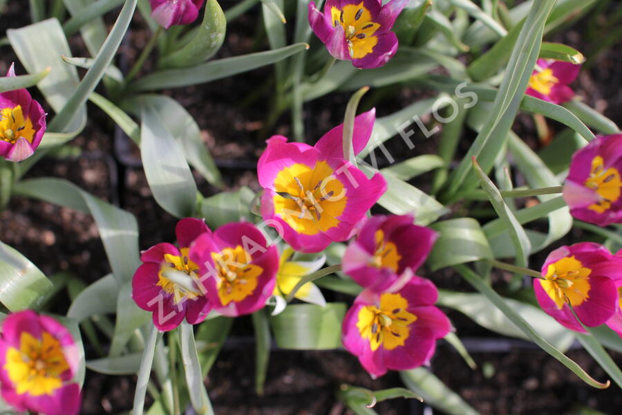 Tulipán nízký 'Persian Pearl' - Tulipa humilis 'Persian Pearl'