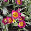 Tulipán nízký 'Persian Pearl' - Tulipa humilis 'Persian Pearl'