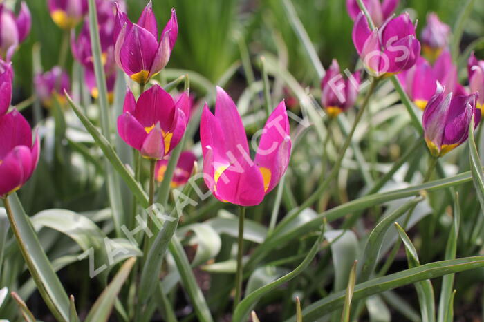 Tulipán nízký 'Persian Pearl' - Tulipa humilis 'Persian Pearl'