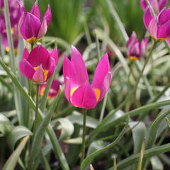 Tulipán nízký 'Persian Pearl' - Tulipa humilis 'Persian Pearl'