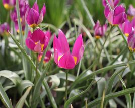 Tulipán botanický nízký 'Persian Pearl'