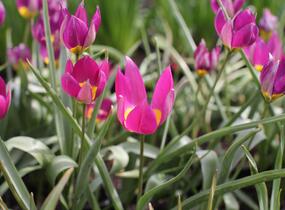 Tulipán botanický nízký 'Persian Pearl' - Tulipa humilis 'Persian Pearl'