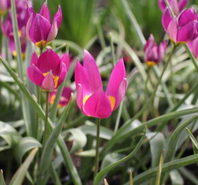 Tulipán nízký 'Persian Pearl' - Tulipa humilis 'Persian Pearl'
