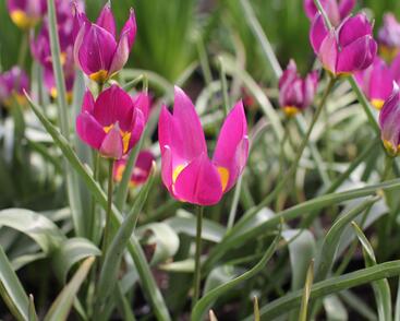 Tulipán botanický nízký 'Persian Pearl'
