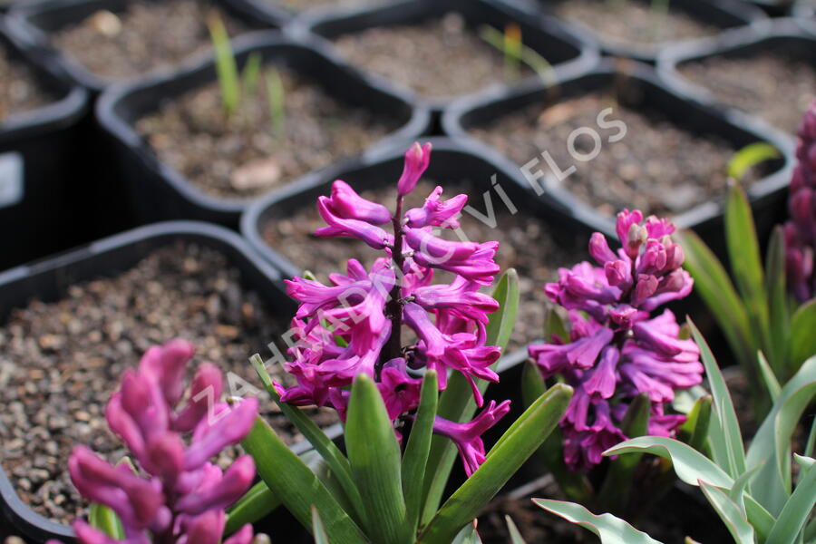 Hyacint 'Woodstock'® - Hyacinthus 'Woodstock'®