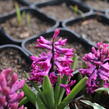 Hyacint 'Woodstock'® - Hyacinthus 'Woodstock'®