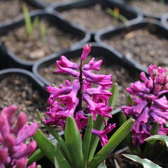 Hyacint 'Woodstock'® - Hyacinthus 'Woodstock'®