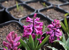Hyacint 'Woodstock'® - Hyacinthus 'Woodstock'®