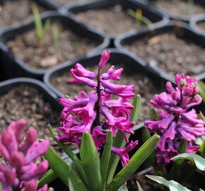 Hyacint 'Woodstock'® - Hyacinthus 'Woodstock'®