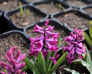 Hyacint 'Woodstock'®