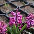 Hyacinthus 'Woodstock'®.JPG