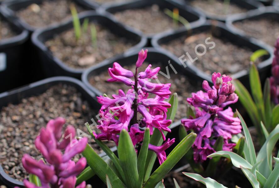 Hyacint 'Woodstock'® - Hyacinthus 'Woodstock'®