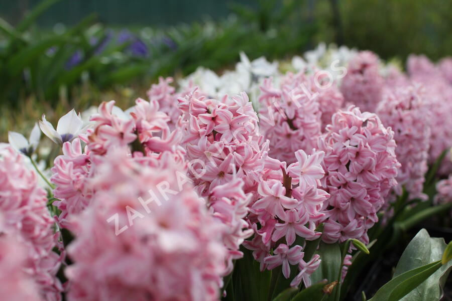 Hyacint 'Fondante' - Hyacinthus 'Fondante'