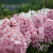 Hyacint 'Fondante' - Hyacinthus 'Fondante'