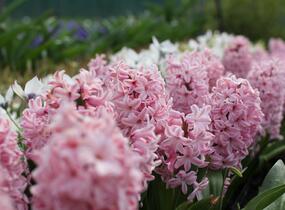 Hyacint 'Fondante' - Hyacinthus 'Fondante'