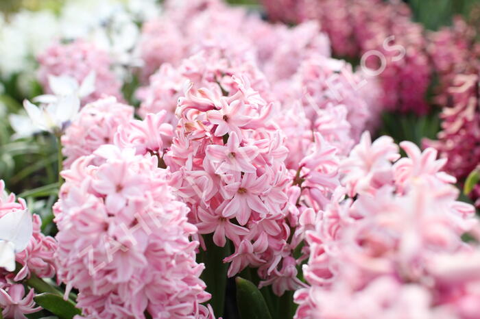 Hyacint 'Fondante' - Hyacinthus 'Fondante'