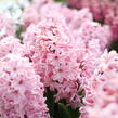 Hyacint 'Fondante' - Hyacinthus 'Fondante'