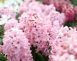 Hyacint 'Fondante'