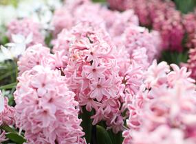 Hyacint 'Fondante' - Hyacinthus 'Fondante'