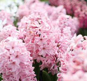 Hyacint 'Fondante' - Hyacinthus 'Fondante'