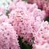 Hyacinthus 'Fondante'.JPG
