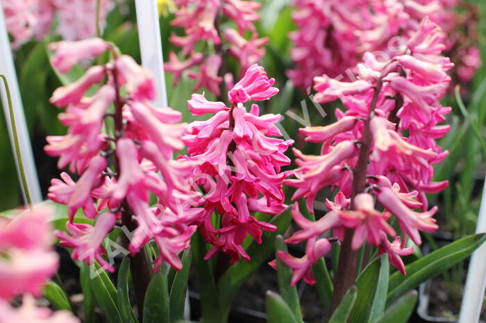 Hyacint 'Jan Bos' - Hyacinthus 'Jan Bos'