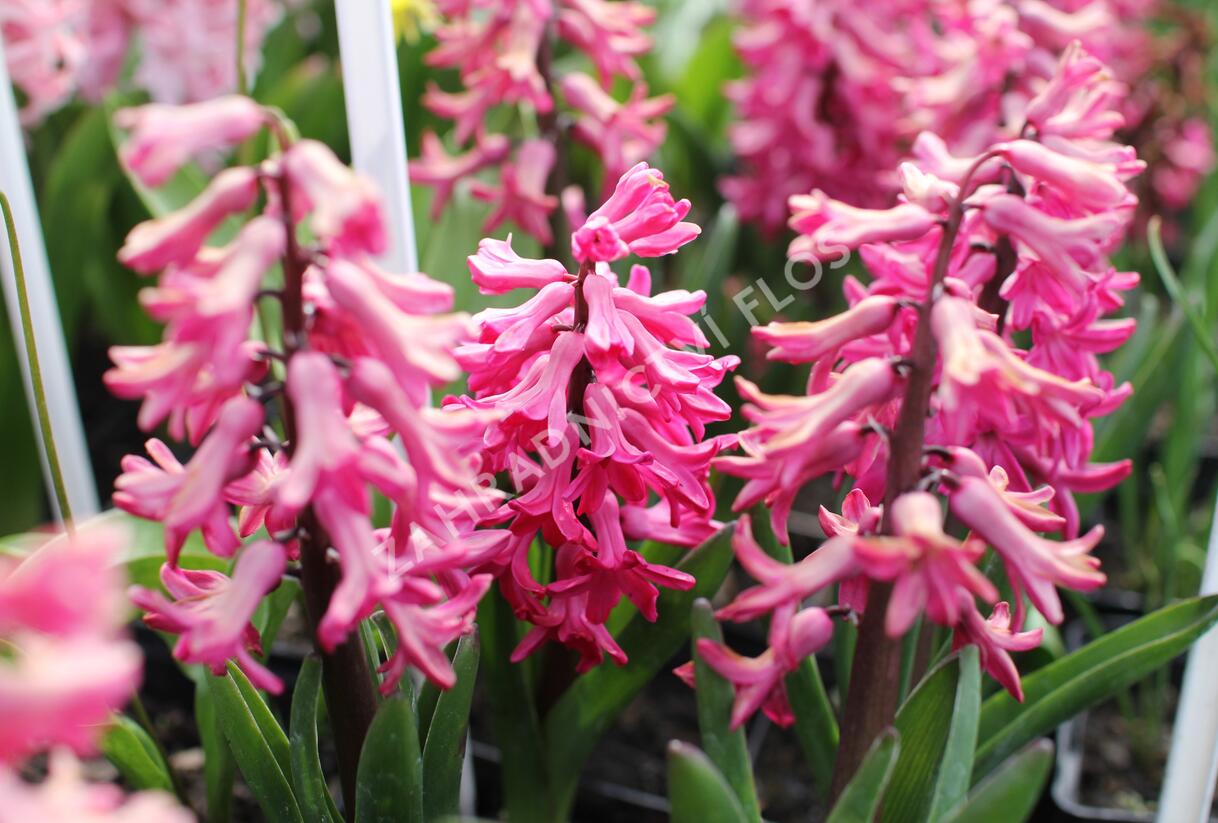 Hyacint 'Jan Bos' - Hyacinthus 'Jan Bos'