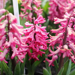 Hyacint 'Jan Bos' - Hyacinthus 'Jan Bos'